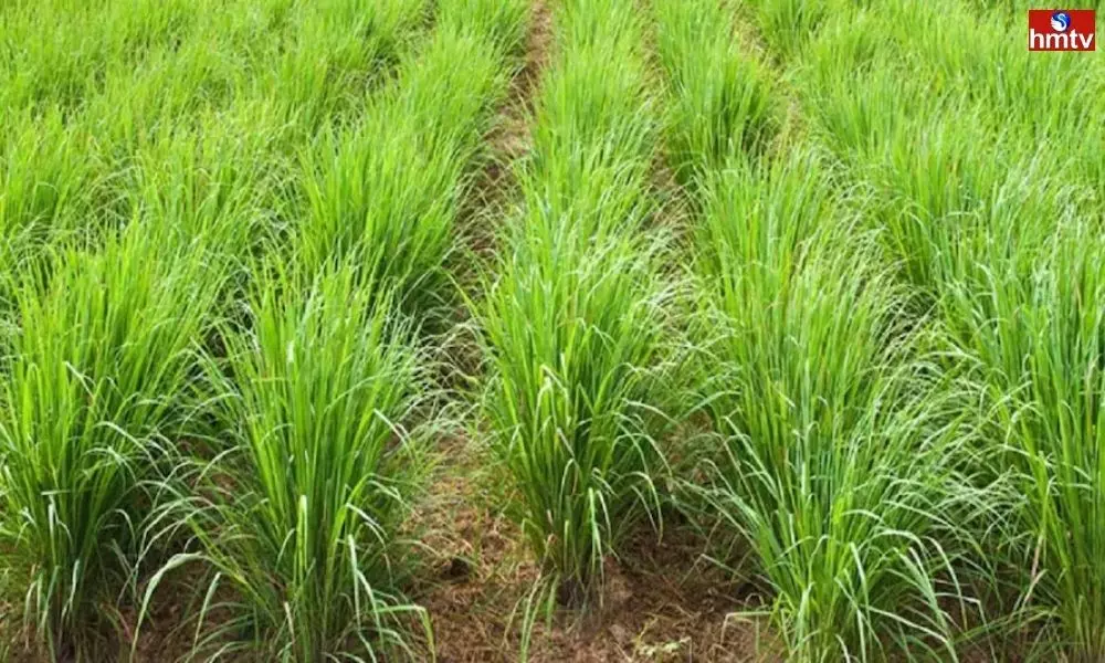 Invest Rs 20,000 through Lemongrass Farming and earn Rs 4 lakh per annum | New Business Ideas