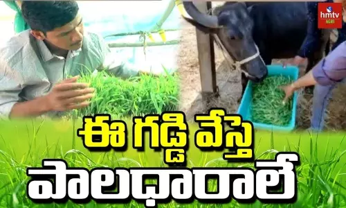 Step by step of Growing Hydroponic Grass Step by step of Growing Hydroponic Grass