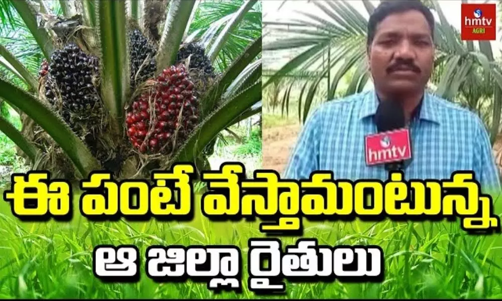 Oil Palm Cultivation in Bhadradri Kothagudem District
