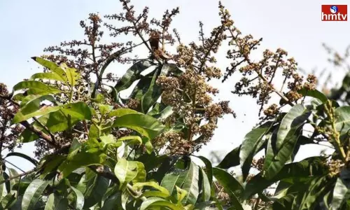 Mango Crop farmers at Crop Yields or Losses for Two Years