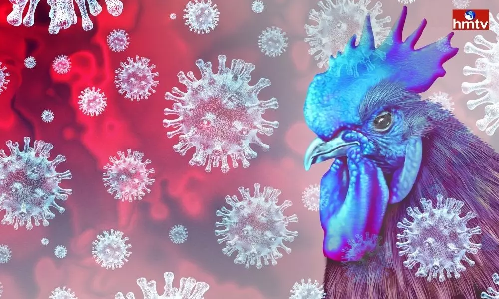 China Records First Ever Human Case of H3N8 Avian Flu  | Telugu News