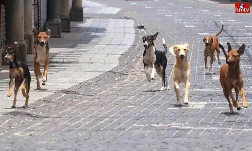 Street Dogs Killed 2 Years Boy in Golconda Police Station Area Today | Live News