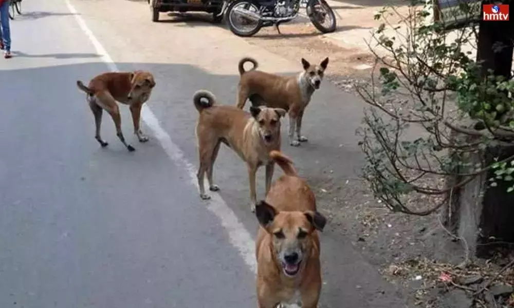 Street Dogs Attack on Children and Old People in Hyderabad | Breaking News