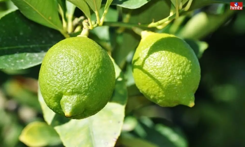 Lemon Farmers in Telangana | Telugu News