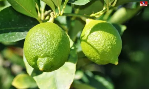 Lemon Farmers in Telangana | Telugu News Lemon Farmers in Telangana | Telugu News