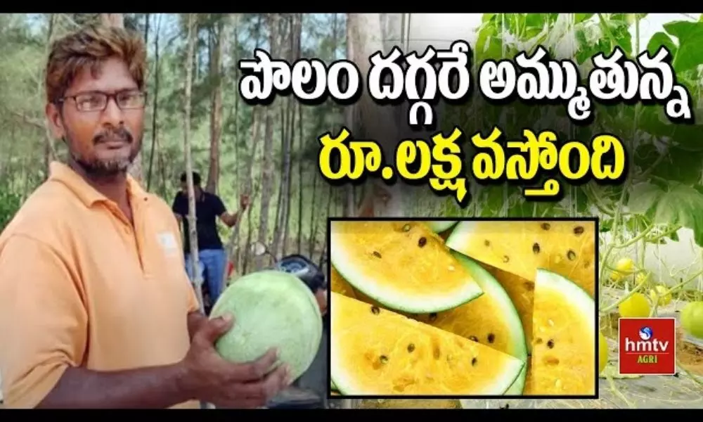 Andhra Pradesh Farmer Grows Yellow Watermelons Earns Profit of Rs 1 Lakh by Sale