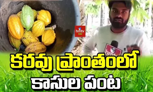 Good Profits in Cocoa Farming in Madakasira