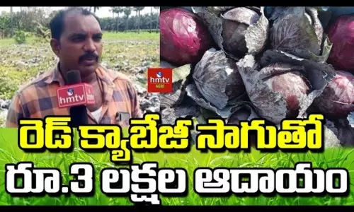 Red Cabbage Farming Young Farmer Success Story