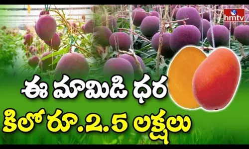 The Worlds Costliest Mango Miyazaki Mango