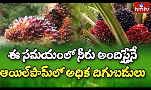 Farmers Evince Interest in Oil Palm Cultivation