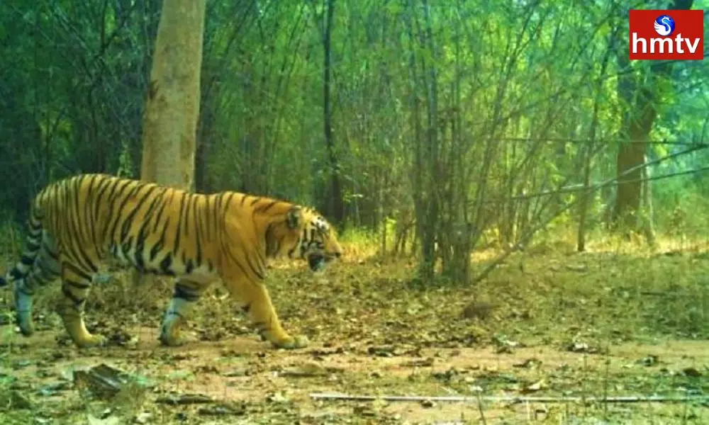 Protection for Tigers in the Nallamala Forest | Telugu News