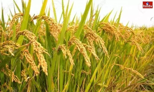 Huge Loss to Nalgonda Farmers with New Variety Paddy Seeds | Live News Today