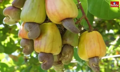 Cashew Nut Yield Declined in Manyam District | Telugu News