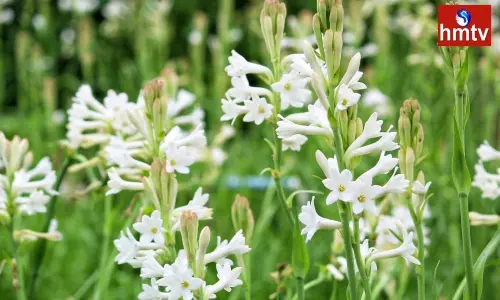 Tuberose Flowers Business Start Tuberose Farming Earning Lakh Rupees