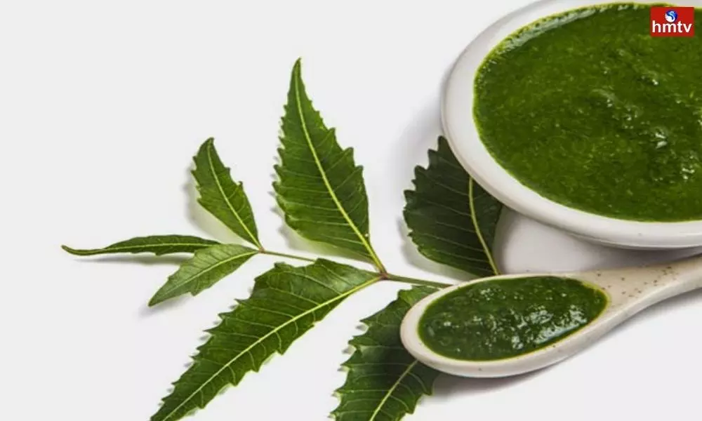 Neem Leaves Have Amazing Medicinal Properties the Best Cure for These Health Problems