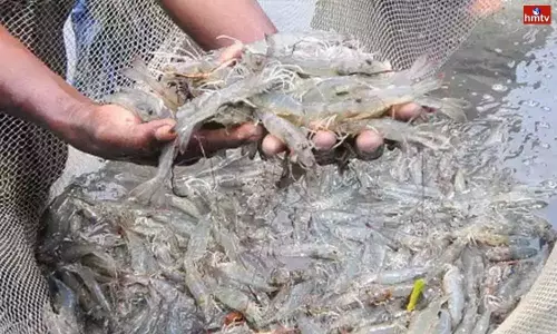 SEB Decided to Sell or Buy Jaggery There Must be Aadhar Card | Aqua Farmers Problems