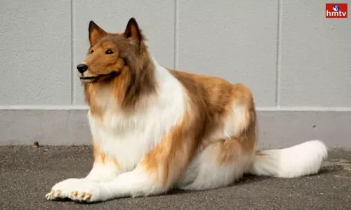 Japanese Man Spends Rs 12 lakh to Look Like a Dog Japanese Man Spends Rs 12 lakh to Look Like a Dog