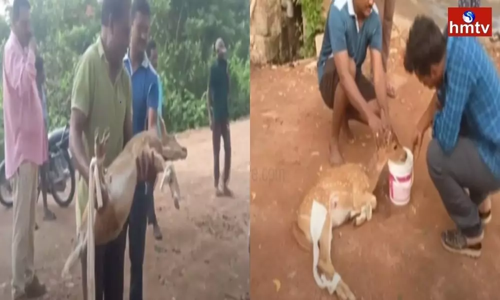 Village People Rescue Deer Cub From Dogs