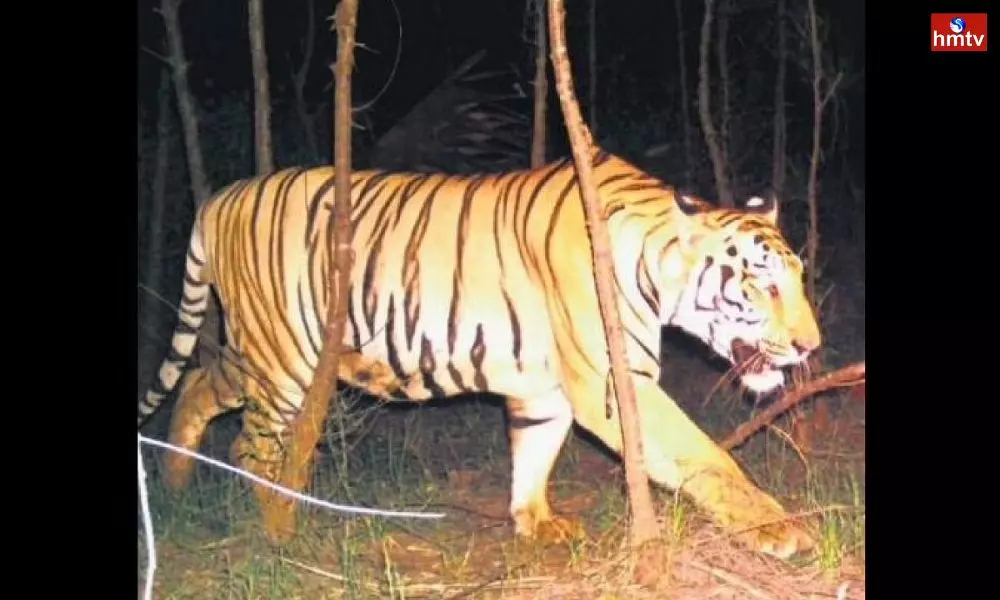 Tiger Attack in Kakinada | Andhra News
