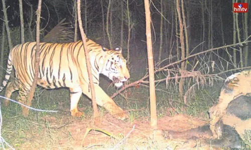 Tiger Attack At Kakinada District | AP News