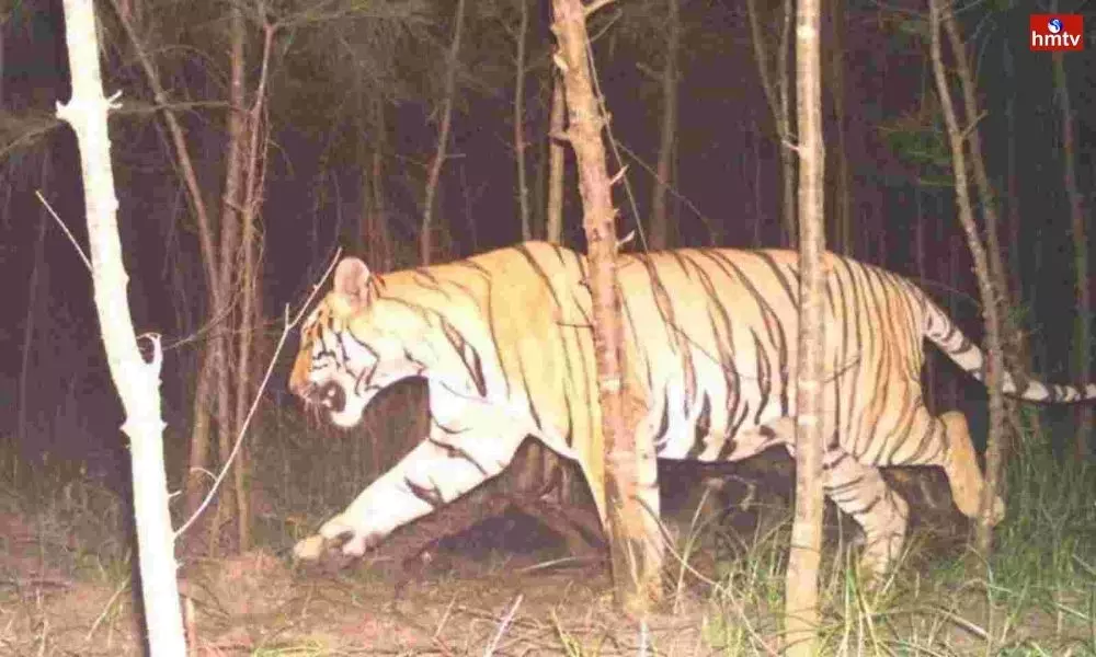 Tiger Fear in Kakinada District | AP News