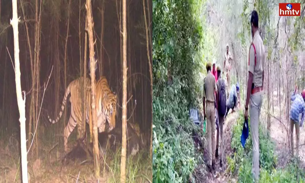 Tiger Fear in Kakinada District