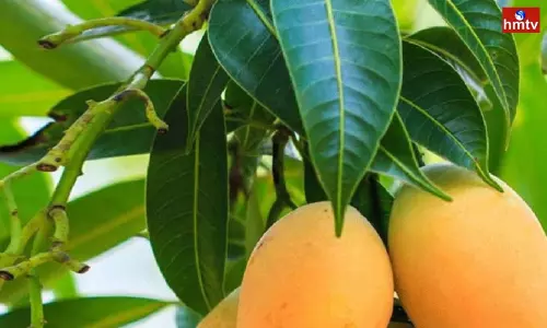 Mango Leaves are a Boon for Diabetics
