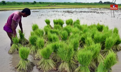 Central Cabinet Approves Increasing MSP of Kharif Crops Central Cabinet Approves Increasing MSP of Kharif Crops