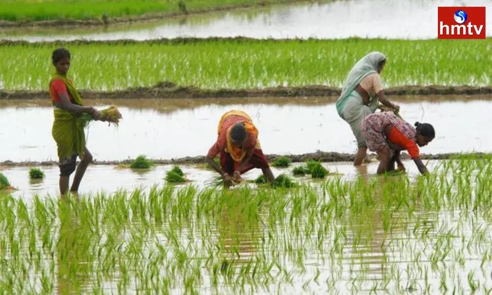 Rice growers preparing for the rainy season