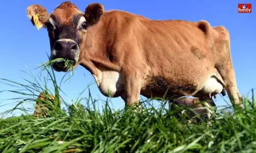 New Zealand Announces Tax on Cow and Sheep Burps