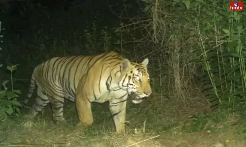 Tiger Fear in Kakinada District