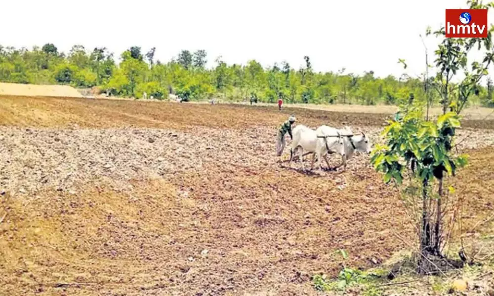 Greenery for Podu farmers