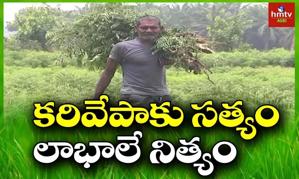 Curry Leaves Farming a Profitable Business