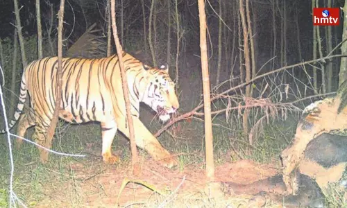 Tiger Fear in Kakinada District | AP News
