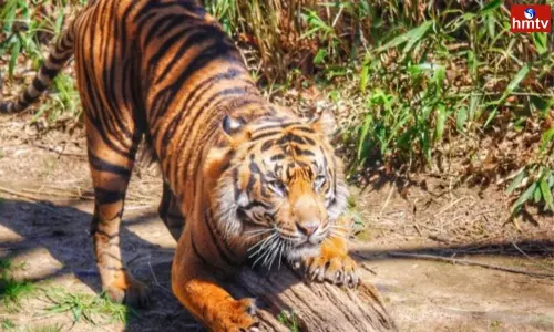 Ongoing Poaching in Kakinada District