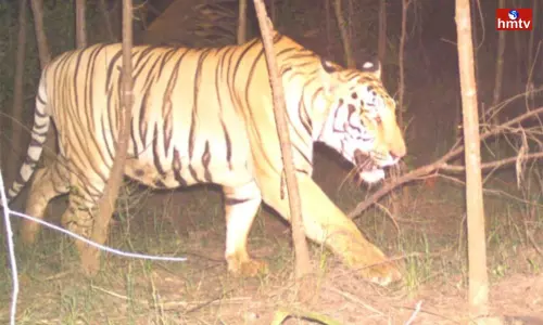 Tiger Fear in Kakinada District | AP News