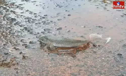 Fish Rain in JayaShankar Bhupalpally