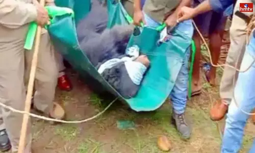 Rescue Team Finally Catches Bear in Srikakulam