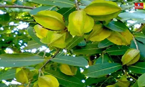 Eating Arjun Fruit can Reduce Bone Pain Eating Arjun Fruit can Reduce Bone Pain