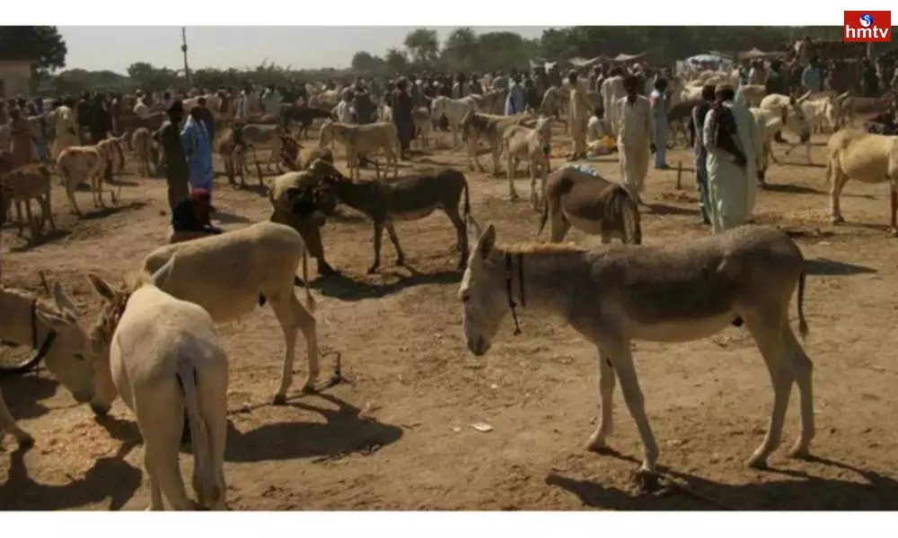 Pakistan Raising Money by Exporting Donkeys to China