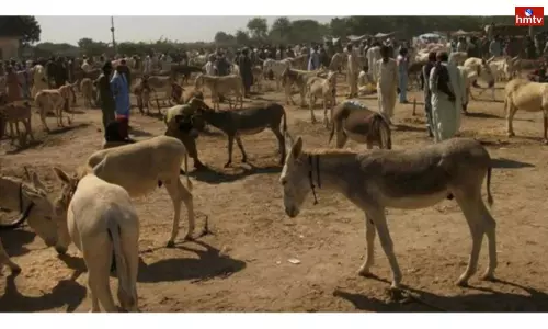Pakistan Raising Money by Exporting Donkeys to China
