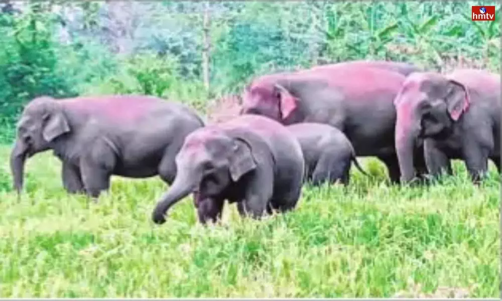 Elephants Hulchul in Parvathipuram Manyam District