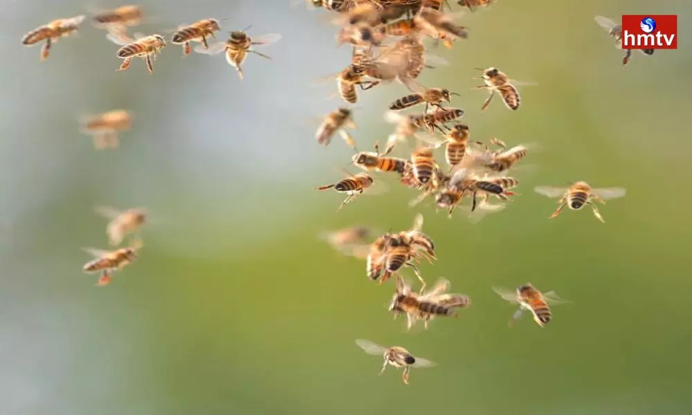 Honey Bees Attack On Upadhi Hami Workers