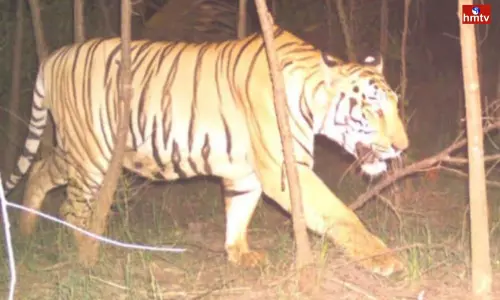 Tiger Fear in Kakinada District | AP News