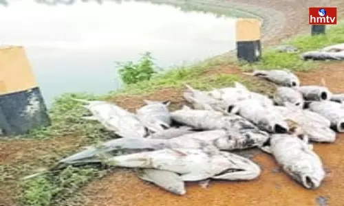 Fishermen Harvest on the Uppada Coast of Kakinada District