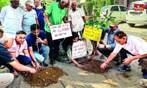 No Access To Smooth Road, Protesters In Sec 46 Plant Saplings In Potholes