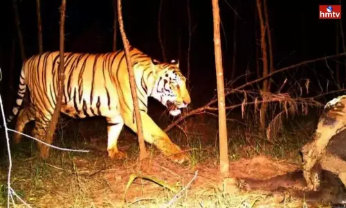 Tigers Change Direction in Kakinada District