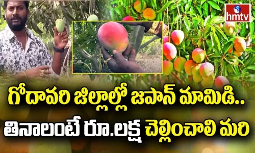 Farmer Nageswara Rao Cultivating Miyazaki Mangoes in Kakinada Farmer Nageswara Rao Cultivating Miyazaki Mangoes in Kakinada