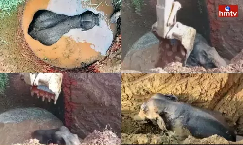 Elephant Falls into Well in Jharkhands Ramgarh District