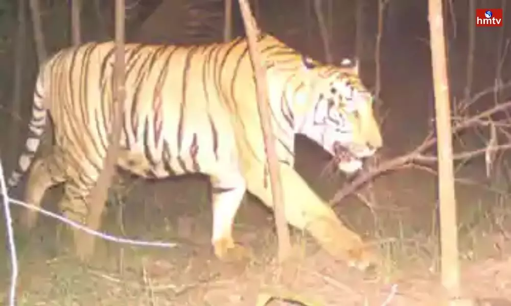 Tiger Hunt Continue in Kakinada